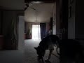 German Shepherd (Rocky) Playing Catch with Mom