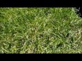 Gras - Promovideo 72 Stunden ohne Kompromiss!