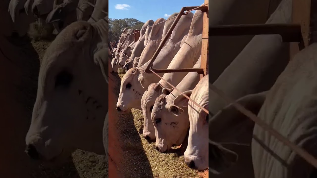 FEEDLOTS: EL SISTEMA INTENSIVO DE ENGORDE