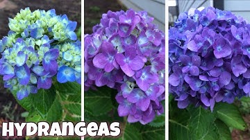 How to Change the Color of Hydrangea Flowers the Easy way