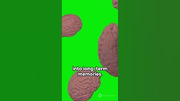 Hippocampus: The Master of Learning and Navigation