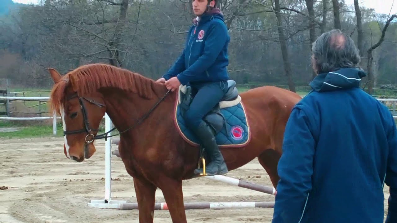 Salto ostacoli con un galoppo riunito - Equitazione online