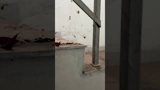 Pakalkuri Shop Avastha Eppozatte 