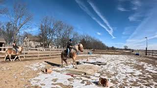 Lyric MDH -Haflinger Mare at Shady Grove Haflingers
