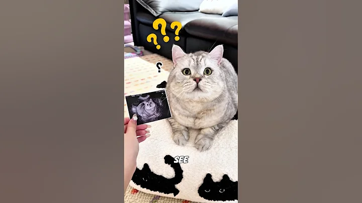 Watch the video about The woman got pregnant and tricked her cat by saying the baby was his#cat #pets #funny