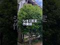【剪定】シキミ剪定 Before-After