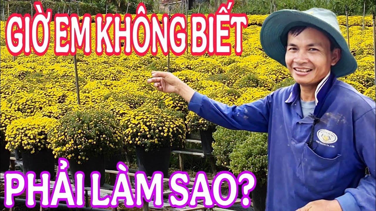 5000 chậu cúc mâm xôi, giờ em không biết phải làm sao? 
