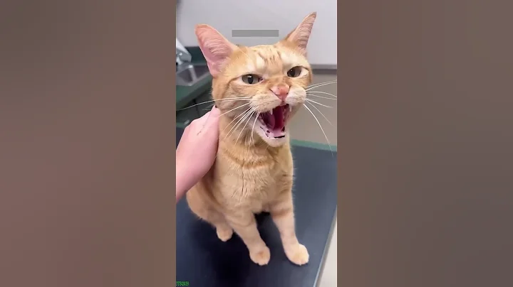 Video 11242771: funny cat compilation, cat funny game