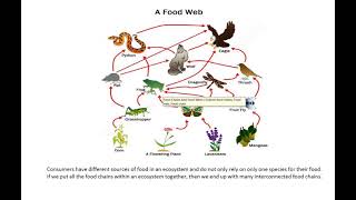 Grade 8 Tutorials - Natural Sciences 2) Interactions and interdependence within the environment