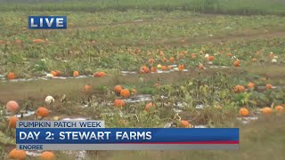 Day 2 of Pumpkin Patch week at Stewart Farms
