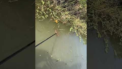 8F LC băm cách ly đa bậc 