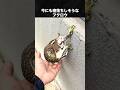 今にも落ちてしまいそうなフクロウ #フクロウ #動物