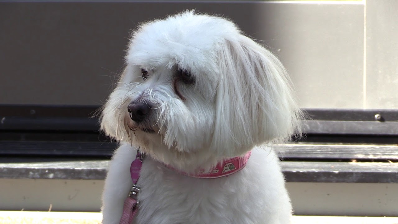 Go Fetch lets dog sitters collar owners in Edmonton YouTube