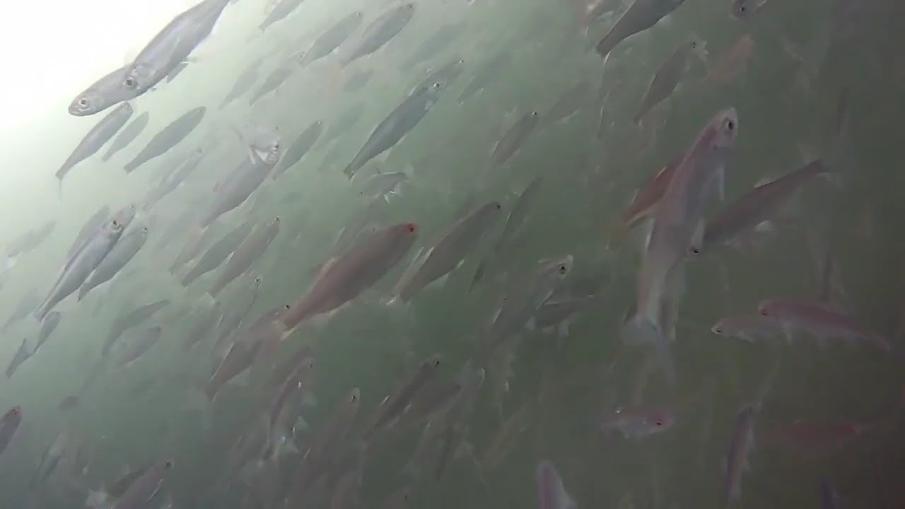 Tysiące ryb pod lodem. Czy to kolejna przyducha?