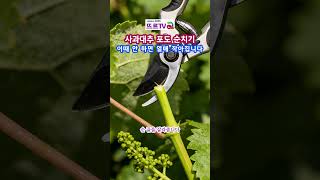 대추·포도 알이 작아지는 진짜 이유 #주말농장 #원예 #텃밭가꾸기