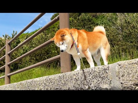 この世で最も恐ろしいフェイントをかけてくる柴犬