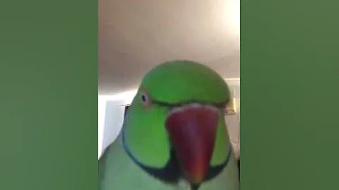 Cruiser loves the phone how to teach to talk CC