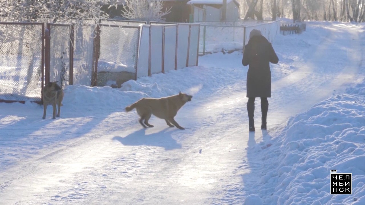 Отлов бездомных собак