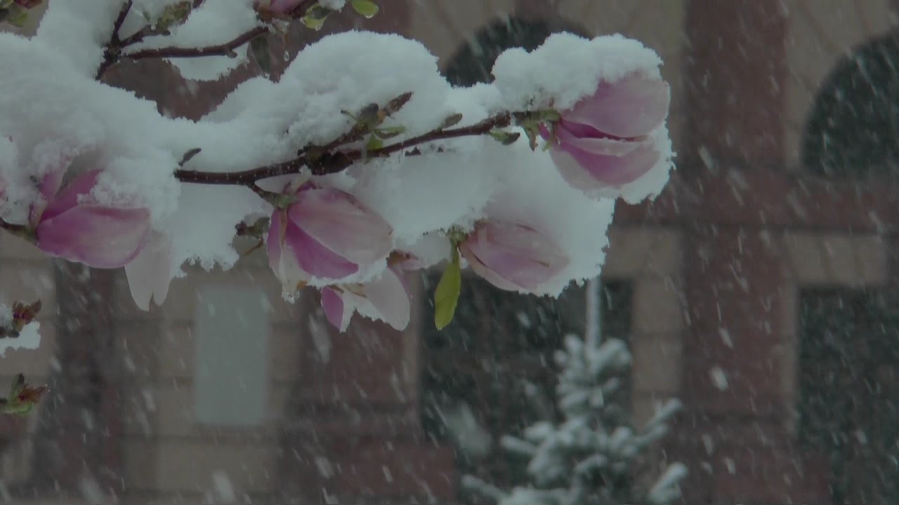 Iarna s-a intors in miezul primaverii - Brasov 2017