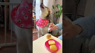 Fugui Pays more Attention to Food#shorts #alaskanmalamute #dog