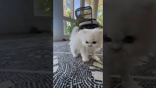 Cat runs to his brothers🙀🤣😅😳🙀😆😼