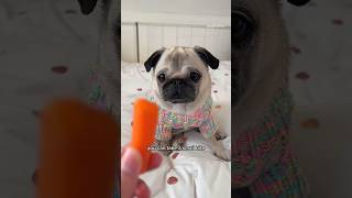 Teaching my PUG to take SMALL bites  #pug #dog #funny