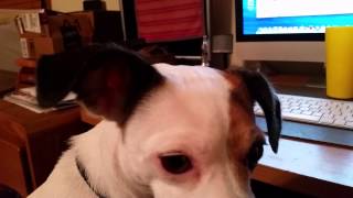 Skippy Watching Saltyshellback