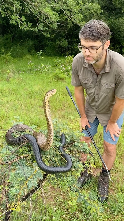 Download lagu The longest true cobra in the world, the Forest cobra