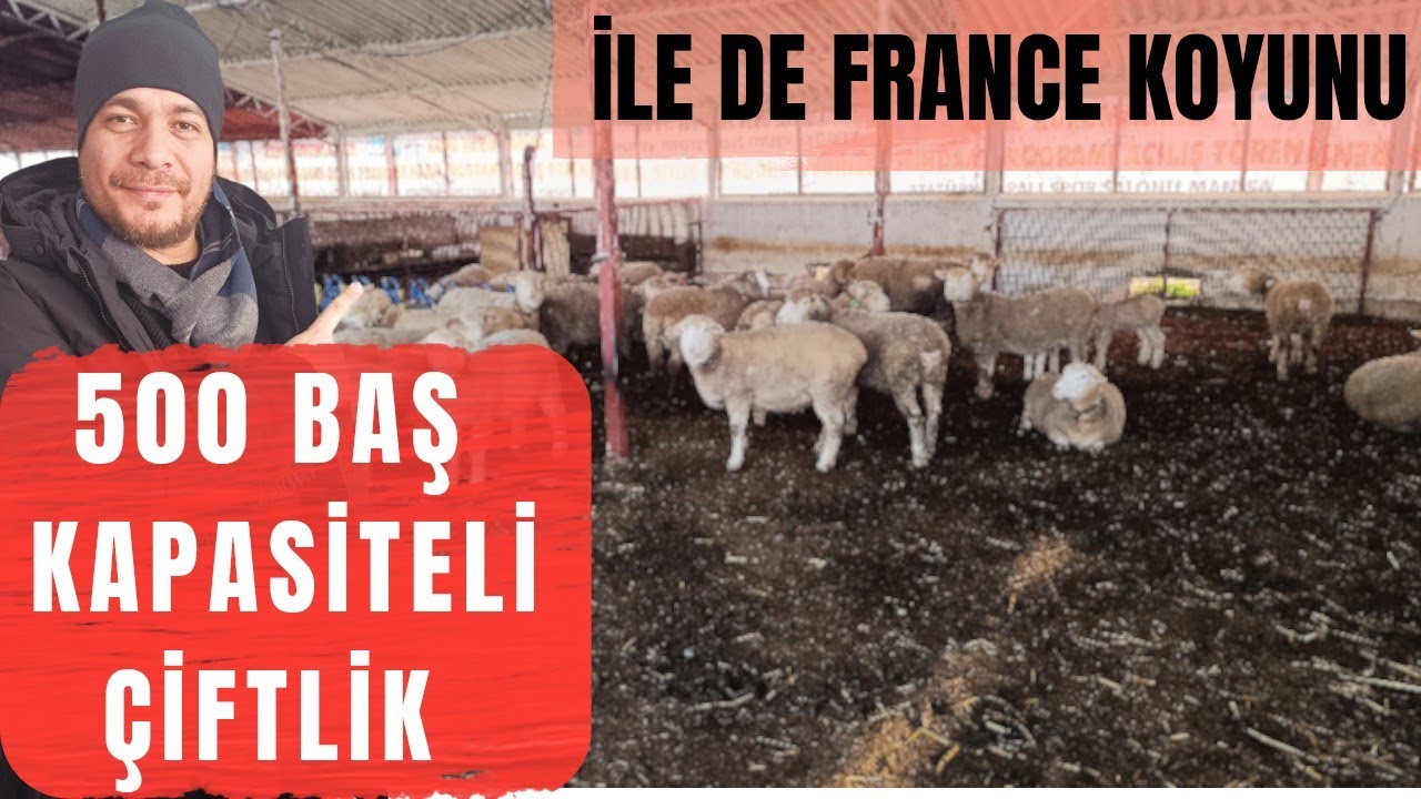 İle De France Damızlık Koyunlar...Bu Çiftlikte 500 Anaç Bakılabilir 