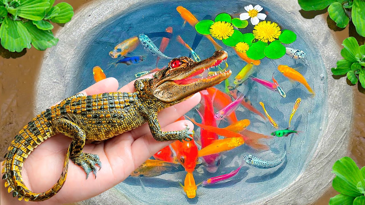 Best of Catch Colorful Surprise Eggs 🐌 MOST AMAZING Catches Crocodile, Turtle, Catfish, Koi Fish #2