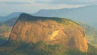 Scientist Accidentally Finds a Decade's Old Puzzle Hidden in the Rainforest