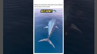 Tuna Swimming | Tuna fishing #shorts #tuna #ocean #fishing screenshot 3