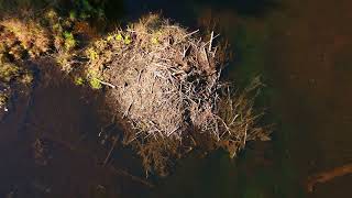 Northwoods Beaver Lodge From Above | River Journey & Hidden Beaver Dam in Northern Wisconsin