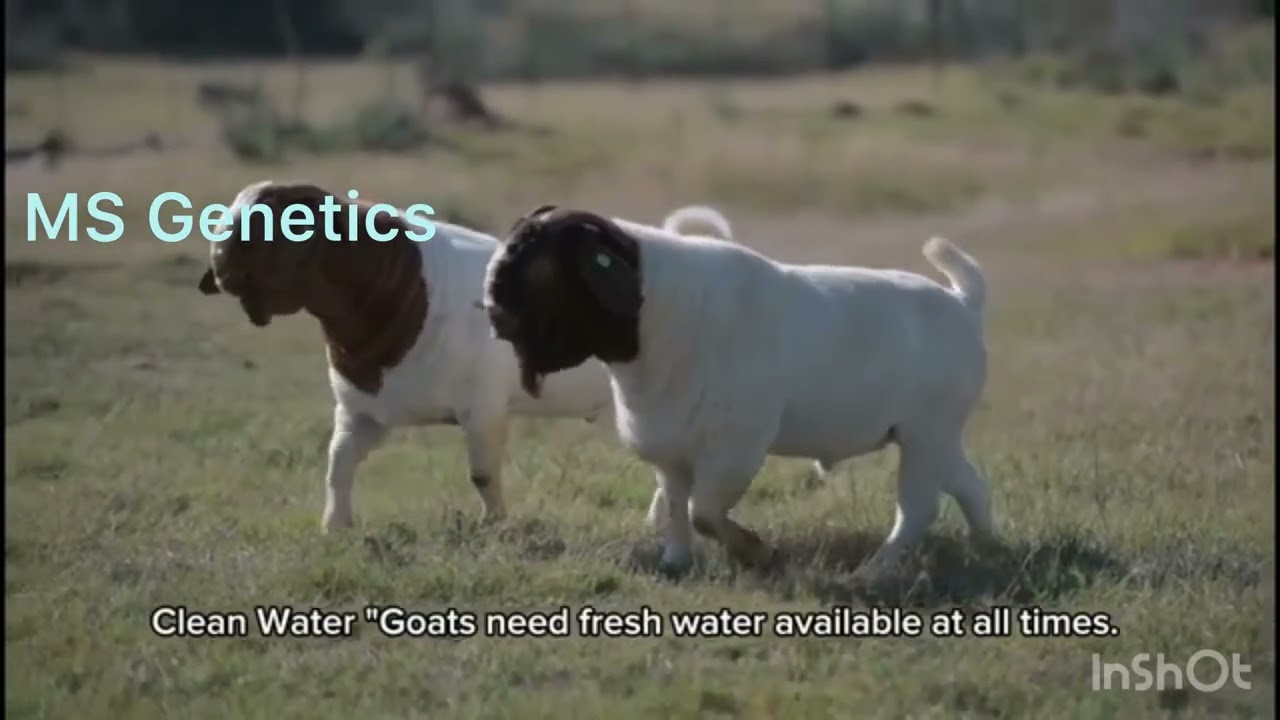 MS Genetics  Tips  for growth 