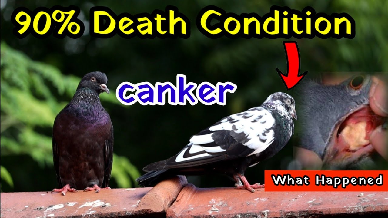😥 canker disease affected my pigeons | காப்பாற்றுவது கொஞ்சம் கஷ்டம் தான் | Canker Disease Treatment.