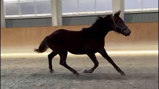 HP Esther (Escamillo x Furst Romancier x Weihegold) 2025