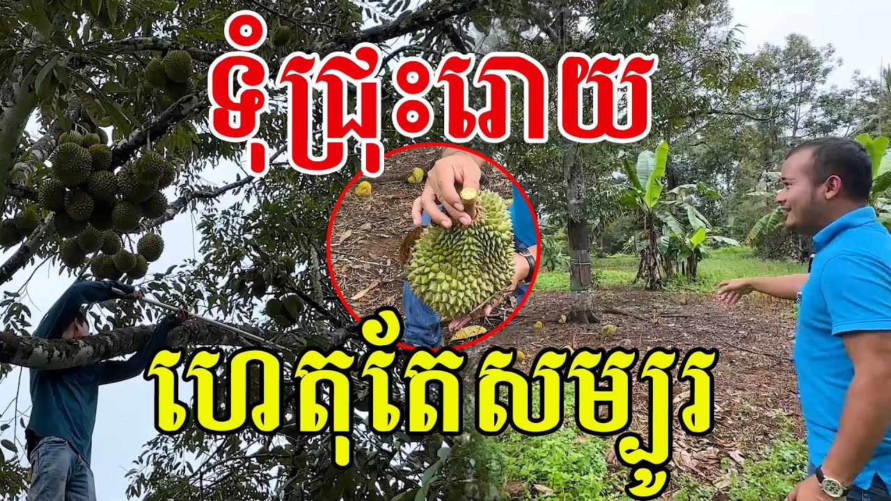 ទុំជ្រុះរោយពេញក្រោមដើម ហេតុតែសម្បូរ ផ្អែមឈ្ងុយឈ្ងប់