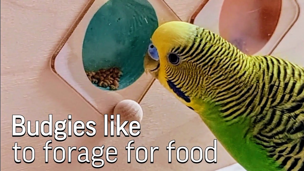 View of 5 Homemade Foods for Budgerigars: A Nutritional Feast for Your ...