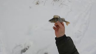 Приехали на мотособаке за окунем. Рыбалка на р.Чепца 18.12.2023г.