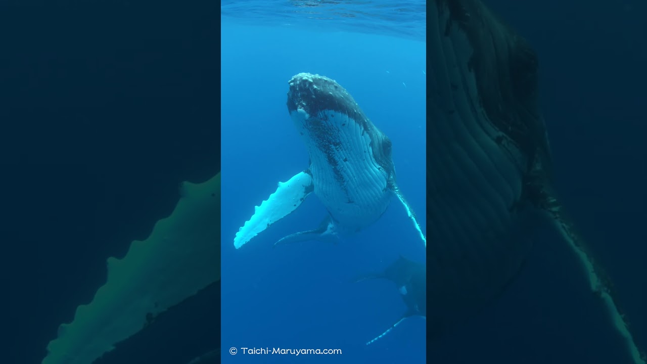 🐳ザトウクジラが目の前に！