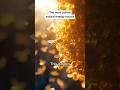 This golden nectar boosts energy—no crash, just power