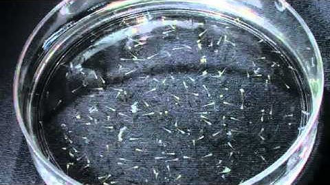 Spinal Cord Regeneration in Zebra Fish