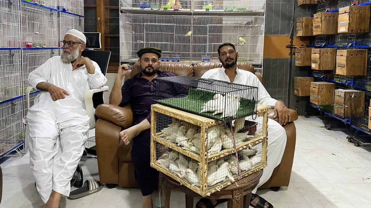 100+ Albino Personata Pairs Breeding Setup