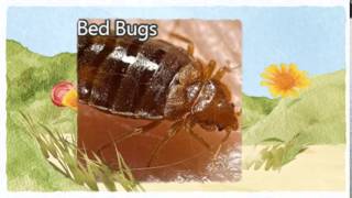 Official Pest Control Fair Oaks CA 916-226-4836 Flea Spraying