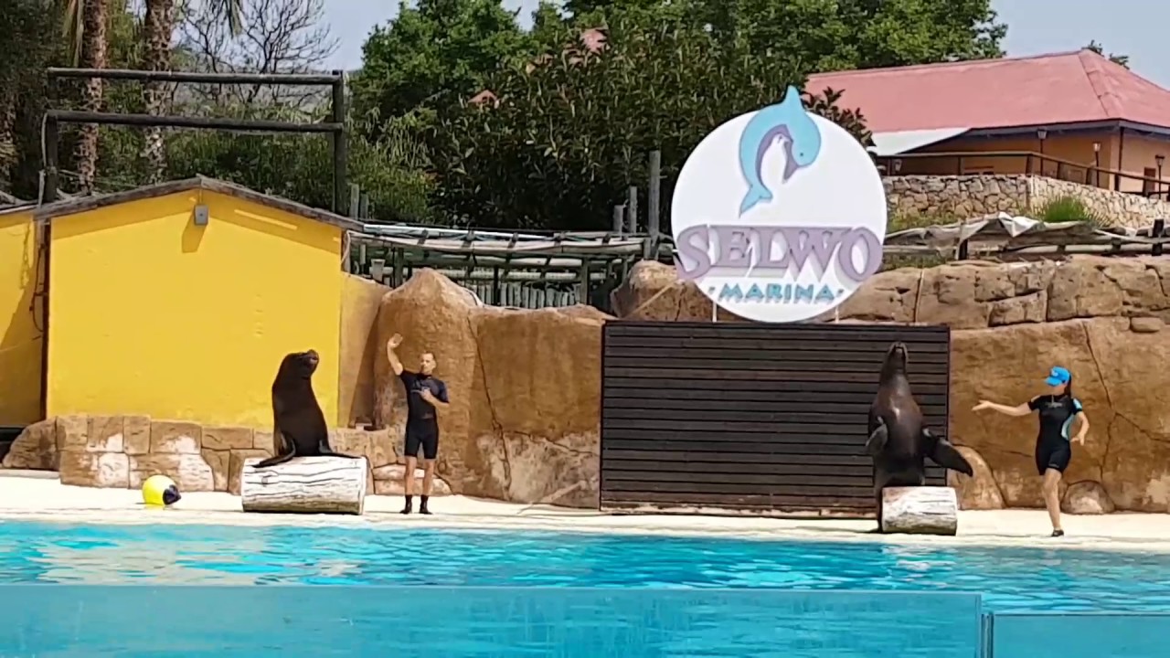 Espectaculo de delfines Selwo Marina