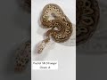 Pastel SN Stranger Clown ♂ / パステル スポットノーズ ストレンジャー クラウン | 個体紹介 #ボールパイソン #ballpython