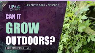 Cannabis Growing Outdoors in the UK - UPA On The Road Ep.2 - Durham Gardens