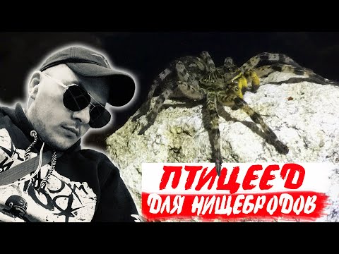 ПТИЦЕЕД ДЛЯ НИЩЕБРОДОВ! Южнорусский тарантул.  Содержание тарантула в террариуме