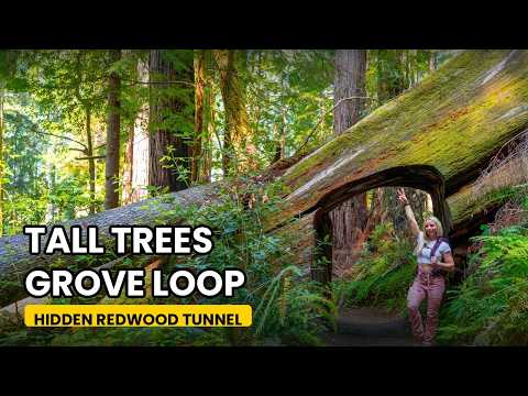 Tall Trees Grove Loop, The Redwoods Trail Only 50 People a Day Get to Hike
