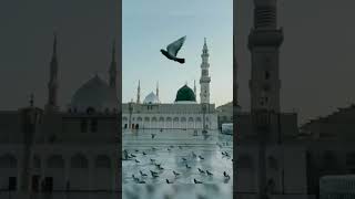 Pray first, worry later #AllahIsGreat#FaithOverFear#IslamicVibes#HalalLife#IslamicMotivation#Tawakku